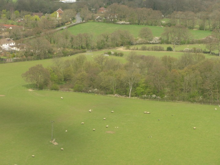 Inglismaa maastik lammastega